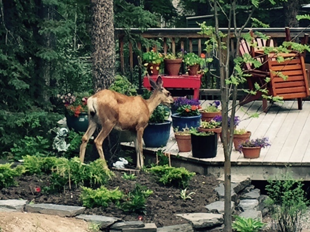 BackYard Deer