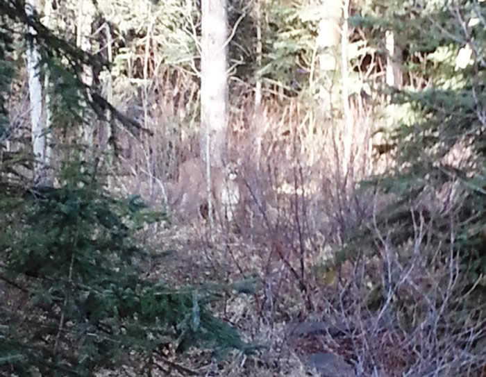 Cougar